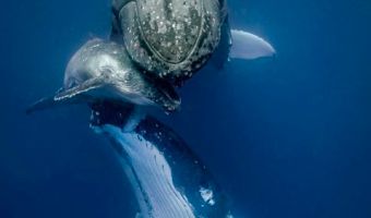 Женщина так испугалась китов, что вызвала копов. И кажется, от её криков страшно стало самим китам